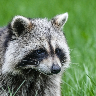 Racoon part 2