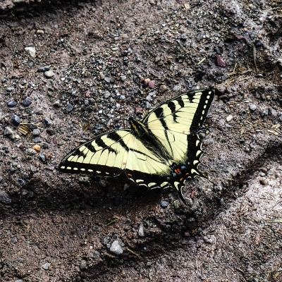 Monarque butterfly