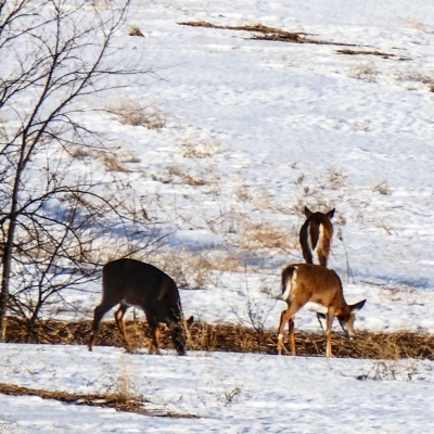 Some Bambi