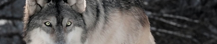 skywolfie's casino header profile