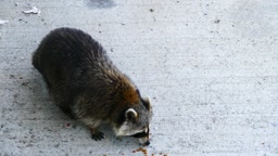 My friend Racoon.